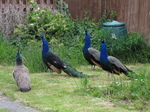 SX26984 Peacocks [Pavo cristatus] in garden.jpg